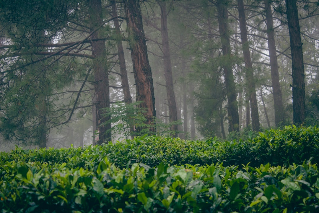 Dehradun to Kausani taxi